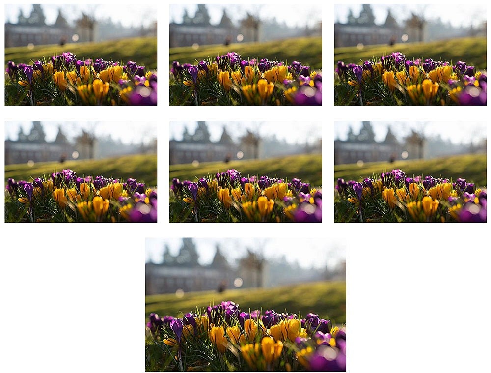 even grid example showing one photo of flowers repeated in the grid
