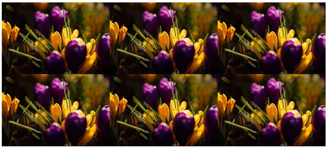 example flower photos with edges of the photo touching where the grid items come together